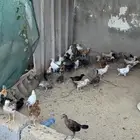 دجاج بلدي وبينه25 حبه فارسي بضبط