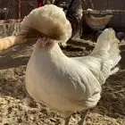 للبيع بيض دجاج بولش بولندي مخصب