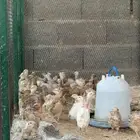 سمان بياض