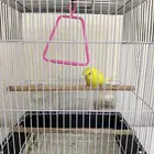طيور حب بادجي انجليزي