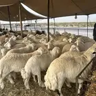 حريات كناور وحريات وسط ونعيم كناور ونعيم وسط
