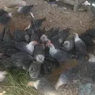 دجاج فيومي شهرين و 20 يوم