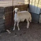 ذبيحه خروف طيب ومقفل شحم وطرف