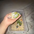 محبين الصن كنيور فرخ صن كنيور صحه وحجم شرطط