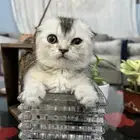 قطه سكوتش