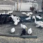 بط للبيع والصحة شرط