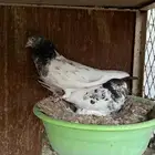 حمام بكستاني