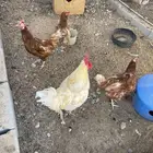 للبيع لوهمان براون