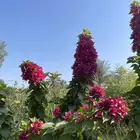 شتلات المجنونة او الجهنمية للبيع