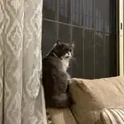 قطوه لي التبني