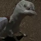 كبش