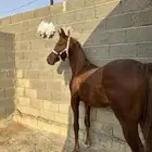 مهر شعبي