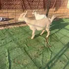 عنز قزمية