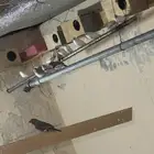 طيور زيبرا استرالي