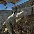 جذعان سواكني