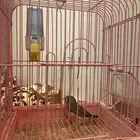 ذكر زيبرا البيع مع الشبك وملحقاته