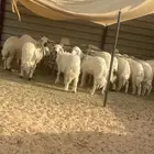 خرفان ورخال