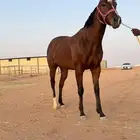 حصان العمر 4 سنوات