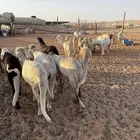 سواكن مرابي ثلاث شهور