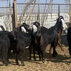 جفار عوارض صنف دفيع وضريع(تم البيع)