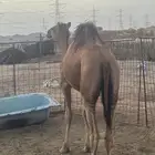 حاشي للبيع