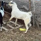 تيس للبيع