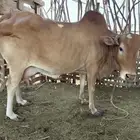 بقره وحسلان للبيع