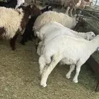 متوفر جميع ما تحتاج من (تيوس - حري - نعيمي - نجدي - ساكني)