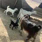 معزا ولد
