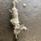 دودة دركسون