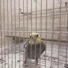كروان اصفر ورمادي