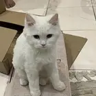 قطط