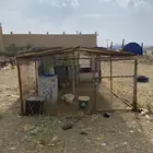 شبك