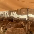 سواكن حمري مرباه 3 شهور ونص