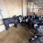 معزا عارضيات