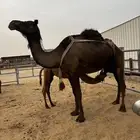 خلفه هديه
