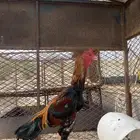 ديك ياباني