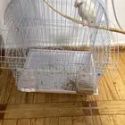 طير روز اليف هدد خارجي بس يبيله أعاده تدريب اللون البينو