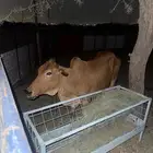 الطايف حي الرويدف
