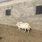 خرفان بلدية