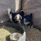 تيس وجفره للبيع