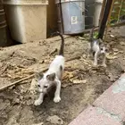 قطه