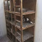محاكر