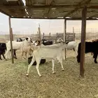 للبيع معزا حريات وبيشيات بالفحل