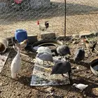 دجاج حبشي او حجل للبيع 7 حبات 4 إناثي 3 ذكور