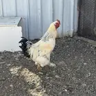 دياكه براهما للبيع