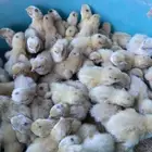 بيض سمان تكساس