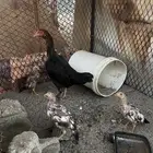 دجاجه باكستاني عليها 3 فروخ