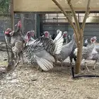 دجاج رومي للبيع الموقع سيهات