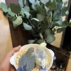 فروخ روز غر